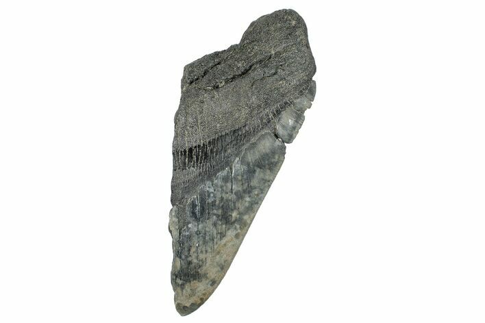 Partial Fossil Megalodon Tooth - South Carolina #272583